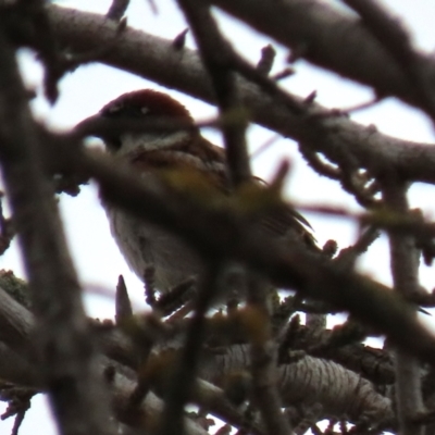 Passer domesticus (House Sparrow) at Ross, TAS - 24 Jan 2024 by AndyRoo