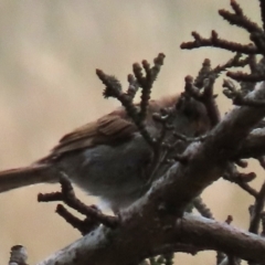 Passer domesticus at Ross, TAS - 24 Jan 2024