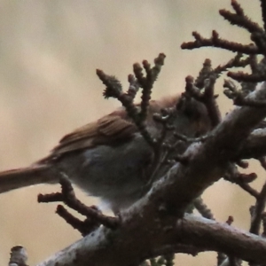 Passer domesticus at Ross, TAS - 24 Jan 2024 07:56 AM