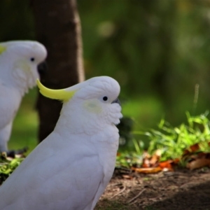 Cacatua galerita at Uriarra Village, ACT - 22 May 2020