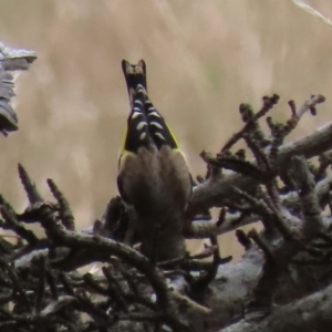 Carduelis carduelis at Ross, TAS - 24 Jan 2024 08:02 AM