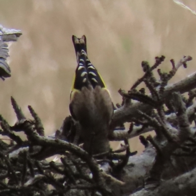 Carduelis carduelis (European Goldfinch) at Ross, TAS - 24 Jan 2024 by AndyRoo