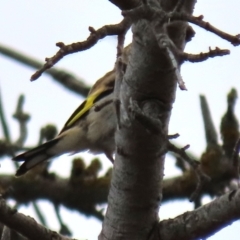 Carduelis carduelis at Ross, TAS - 24 Jan 2024