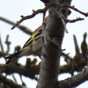 Carduelis carduelis at Ross, TAS - 24 Jan 2024 08:02 AM