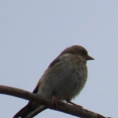 Carduelis carduelis at Ross, TAS - 24 Jan 2024