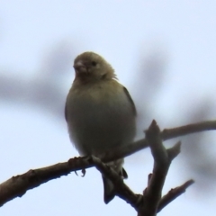 Carduelis carduelis at Ross, TAS - 24 Jan 2024