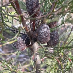 Petrophile pedunculata (Conesticks) at Bulee, NSW - 24 Jul 2024 by JaneR