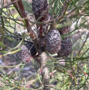 Petrophile pedunculata at Bulee, NSW - 24 Jul 2024