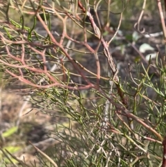 Petrophile pedunculata at Bulee, NSW - 24 Jul 2024