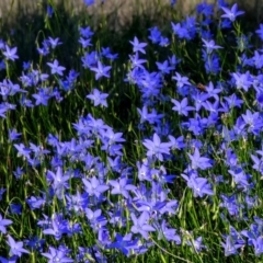 Wahlenbergia sp. (Bluebell) at Chisholm, ACT - 31 Mar 2020 by MB