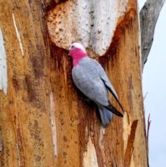 Eolophus roseicapilla (Galah) at Banks, ACT - 7 May 2020 by MB