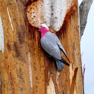 Eolophus roseicapilla (Galah) at Banks, ACT - 6 May 2020 by MB