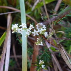 Acrothamnus hookeri at Bulee, NSW - 24 Jul 2024 by RobG1