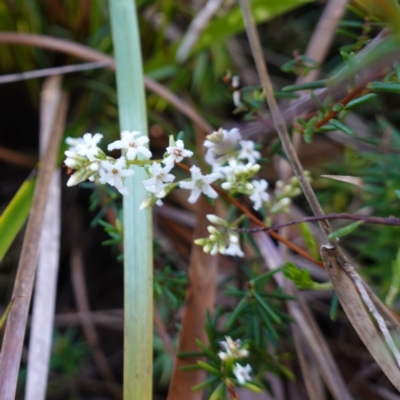 Acrothamnus hookeri at Bulee, NSW - 24 Jul 2024 by RobG1