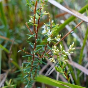 Leucopogon collinus at Bulee, NSW - 24 Jul 2024