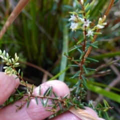 Leucopogon collinus at Bulee, NSW - 24 Jul 2024