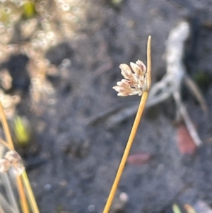 Isolepis sp. at Bulee, NSW - 24 Jul 2024 01:13 PM