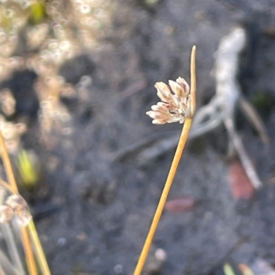 Juncus sp. at Bulee, NSW - 24 Jul 2024 by JaneR