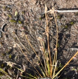 Isolepis sp. at Bulee, NSW - 24 Jul 2024 01:13 PM