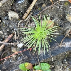 Unidentified Rush, Sedge or Mat Rush at Bulee, NSW - 24 Jul 2024 by JaneR