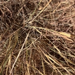 Poaceae (family) (Unidentified Grass) at Hughenden, QLD - 25 Jul 2024 by lbradley