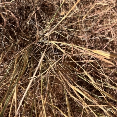 Poaceae (family) (Unidentified Grass) at Hughenden, QLD - 25 Jul 2024 by lbradley