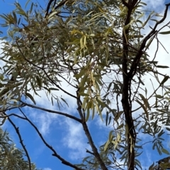 Unidentified Gum Tree at Hughenden, QLD - 25 Jul 2024 by lbradley