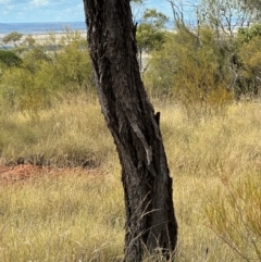 Eucalyptus sp. at Hughenden, QLD - 25 Jul 2024 02:56 PM