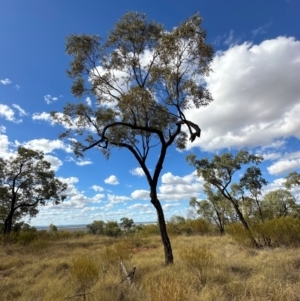 Eucalyptus sp. at Hughenden, QLD - 25 Jul 2024 02:56 PM