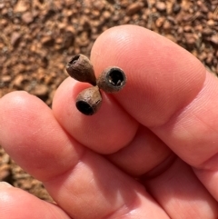 Eucalyptus sp. at Hughenden, QLD - 25 Jul 2024 02:56 PM