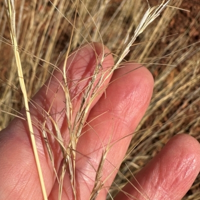 Aristida (genus) (A Wiregrass) at Hughenden, QLD - 25 Jul 2024 by lbradley