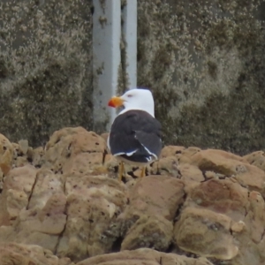 Larus pacificus at Rocky Cape, TAS - 20 Jan 2024