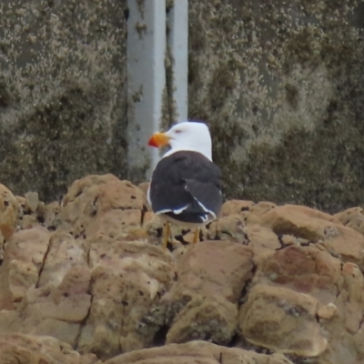 Larus pacificus (Pacific Gull) at Rocky Cape, TAS - 20 Jan 2024 by AndyRoo