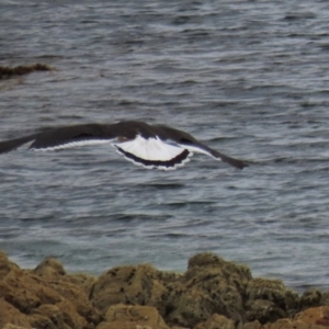 Larus pacificus at Rocky Cape, TAS - 20 Jan 2024