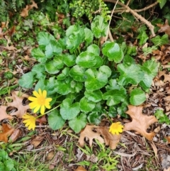 Ficaria verna (Lesser Celandine) at Narrabundah, ACT - 25 Jul 2024 by HarleyB