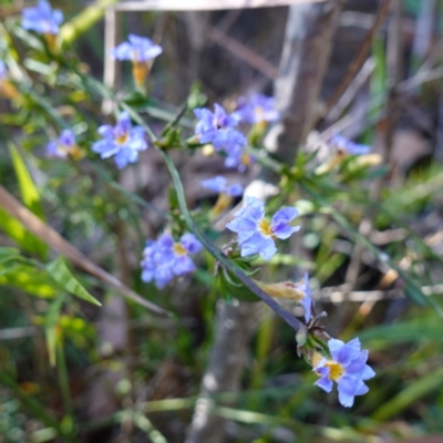 Dampiera stricta (Blue Dampiera) at Bulee, NSW - 24 Jul 2024 by RobG1