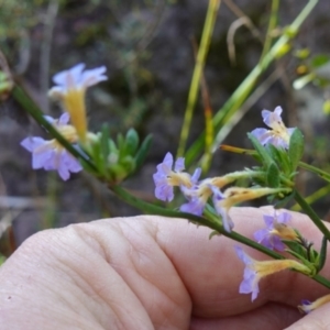 Dampiera stricta at Bulee, NSW - 24 Jul 2024