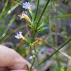 Dampiera stricta at Bulee, NSW - 24 Jul 2024