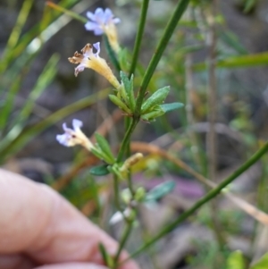 Dampiera stricta at Bulee, NSW - 24 Jul 2024