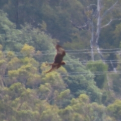 Circus approximans at Riverside, TAS - 28 Jan 2024 02:43 PM