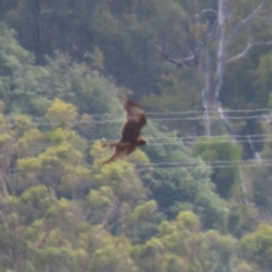 Circus approximans at Riverside, TAS - 28 Jan 2024 02:43 PM