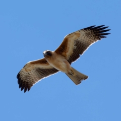 Hieraaetus morphnoides (Little Eagle) at Fyshwick, ACT - 25 Jul 2024 by DPRees125