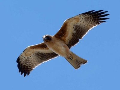 Hieraaetus morphnoides (Little Eagle) at Fyshwick, ACT - 25 Jul 2024 by DPRees125