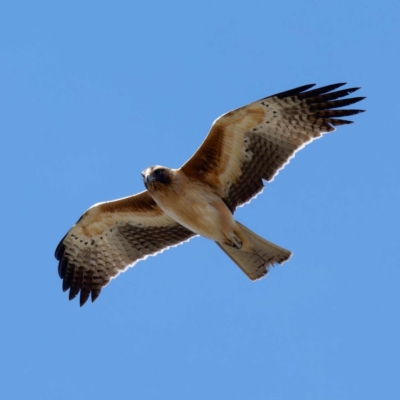 Hieraaetus morphnoides (Little Eagle) at Fyshwick, ACT - 25 Jul 2024 by DPRees125