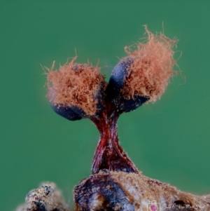 Metatrichia floriformis at Kianga, NSW - suppressed