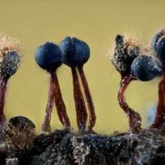 Metatrichia floriformis at Kianga, NSW - suppressed