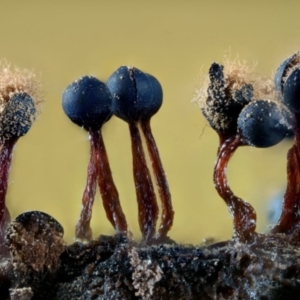 Metatrichia floriformis at Kianga, NSW - suppressed