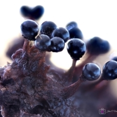 Metatrichia floriformis at Kianga, NSW - suppressed