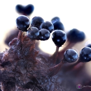 Metatrichia floriformis at Kianga, NSW - suppressed