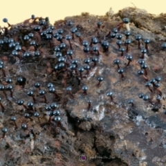 Metatrichia floriformis at Kianga, NSW - suppressed